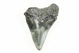 Juvenile Megalodon Tooth - South Carolina #196169-1